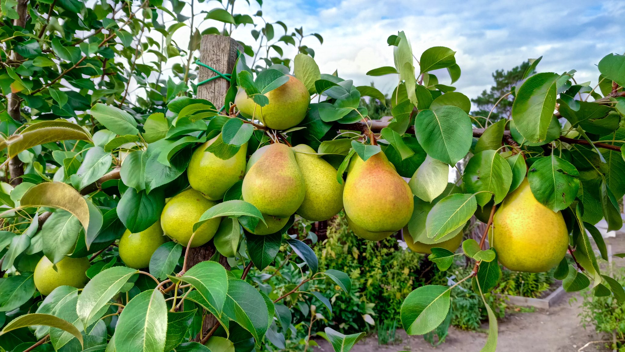 Apprendre à tailler un poirier comme un expert jardinier