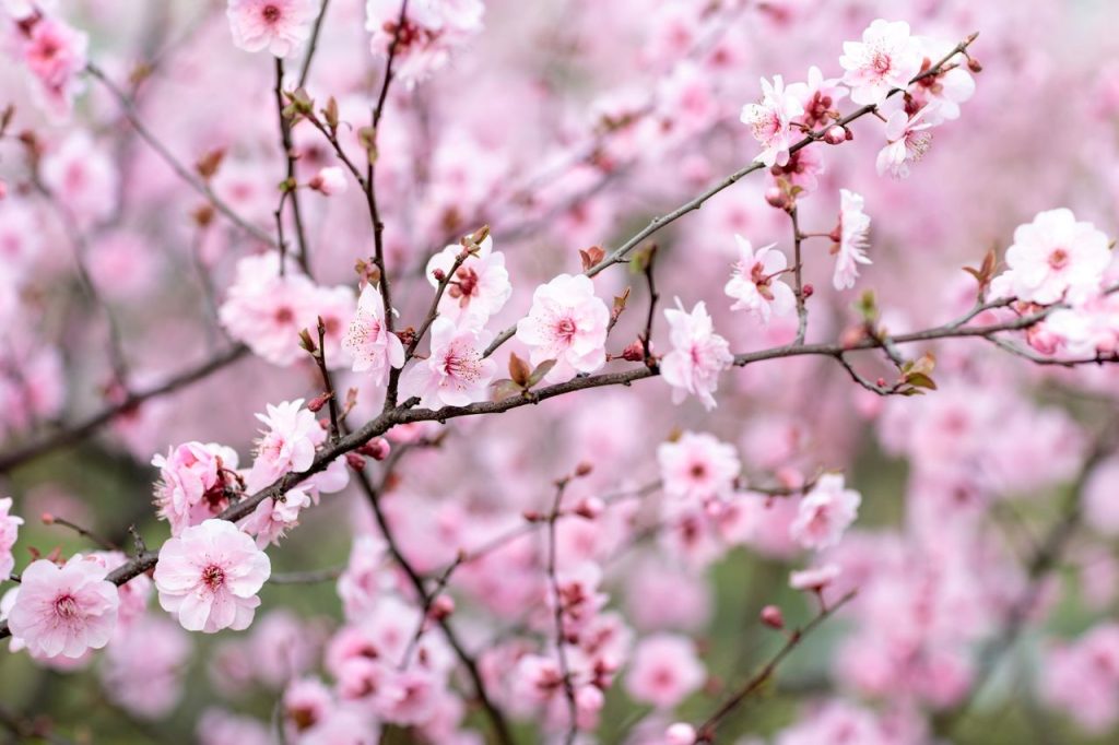fleurs cerisier